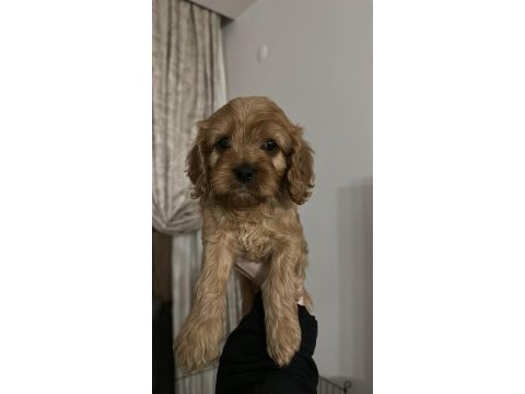 6 haftalık cavapoo