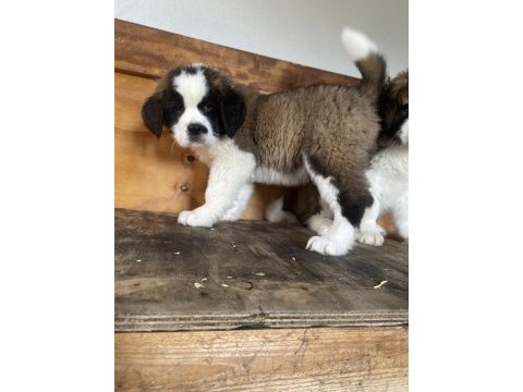 Üst düzey saint bernard yavrular