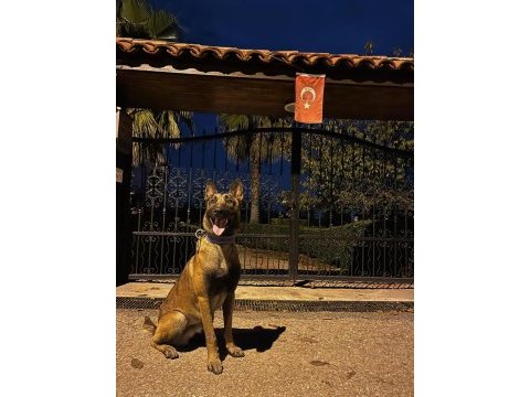 Oğlum tetik eşleştirmeye açık malinois