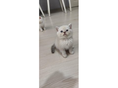 Sağlık garantili safkan kediler