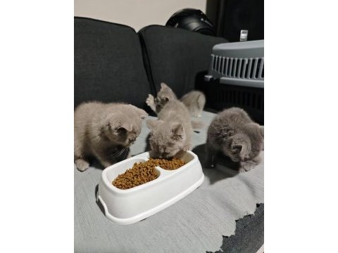 British shorthair her renk her türden yavrular