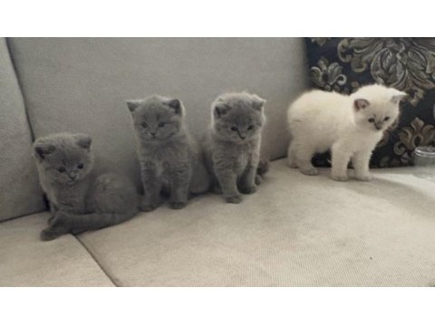 1.5 aylık 4 tane saf british shorthair yavrularımız