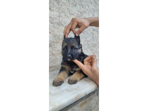 A kalite alman kurdu yavrular