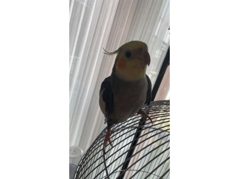 Çift sultan papağanı 1.5 yaşından biraz küçükler