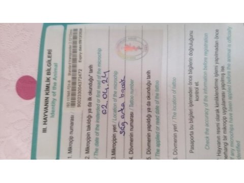 4 aylık aşıları tam çip takılı pasaportlu eğitimli poodle