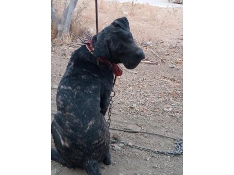 Erkek italyan mastiff (cane corso) 7 aylık safkan