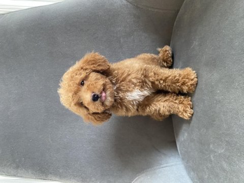 Mükemmel toy poodle dişi yavrumuz