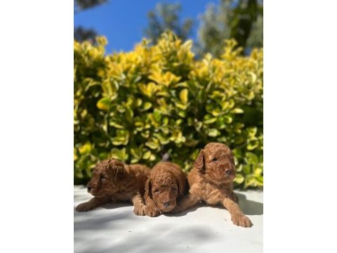 Irk garantili red brown toy poodle