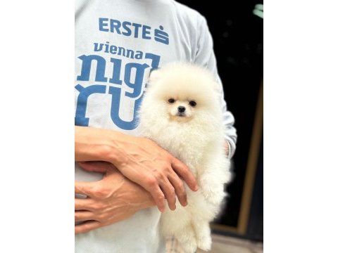Pomeranian köpekleri