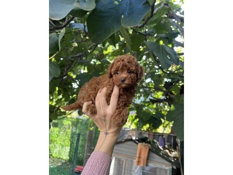 Safkan kore teacup poodle yavrularımız