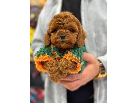 Toy poodle anne altından ırk ve sağlık garantili