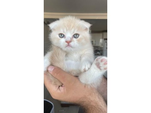 Ücretsiz scottish fold acil yuva
