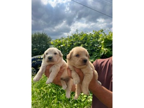 Golden retriever yavrularımız ırk garantilidir
