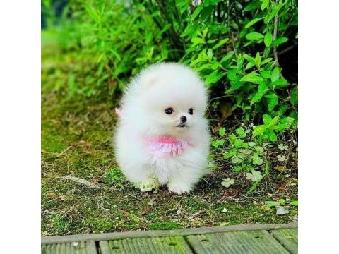 Pomeranian yavrularımız