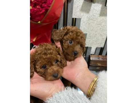 Safkan toy poodle