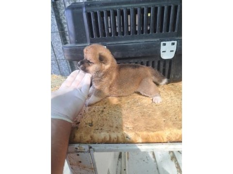 Akita inu yavru 3 aylık yavru köpekler