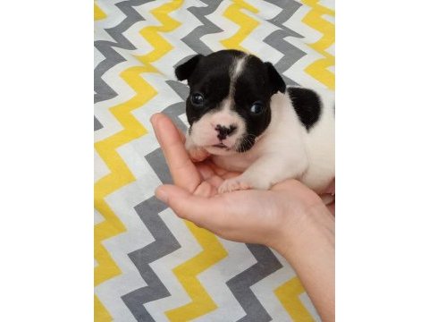 Kaliteli yavrular rezerveye açık french bulldog