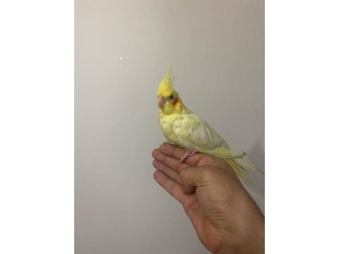 Sultan papağanı üç aylık
