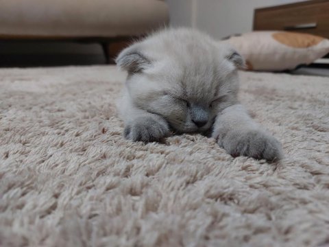 4 aylık scottish fold