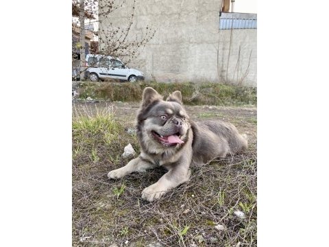 Lilac tan fluffy french bulldog
