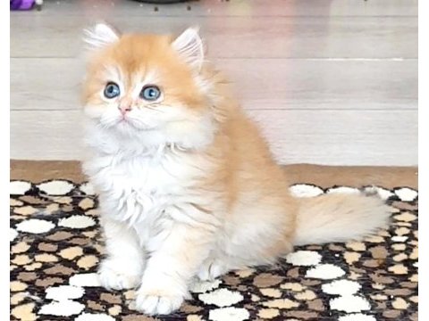 British golden