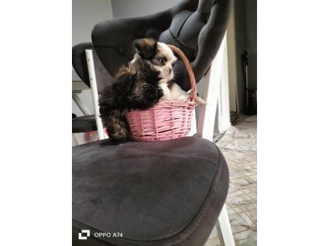 2 erkek shih tzu yavrular