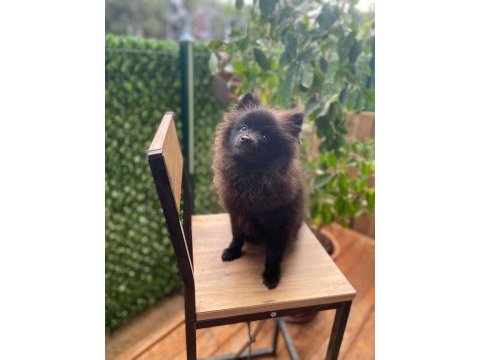 Pomeranian spitz 0 numara