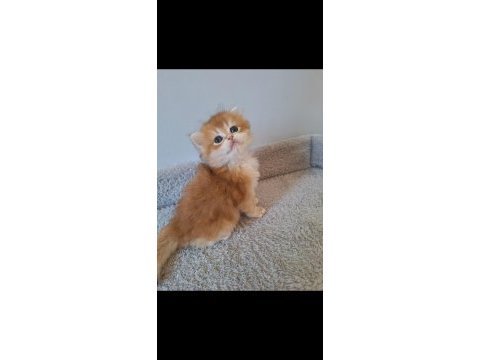 Ny12 erkek british longhair