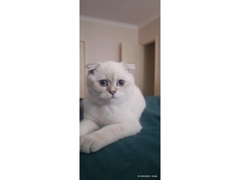 Scottish fold erkek