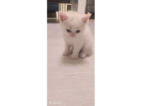 British longhair saf ırk 1 erkek ve 1 dişi