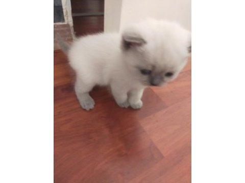 Scottish fold blue point