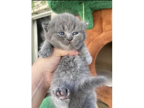 Munchkin kısa bacak kedimiz