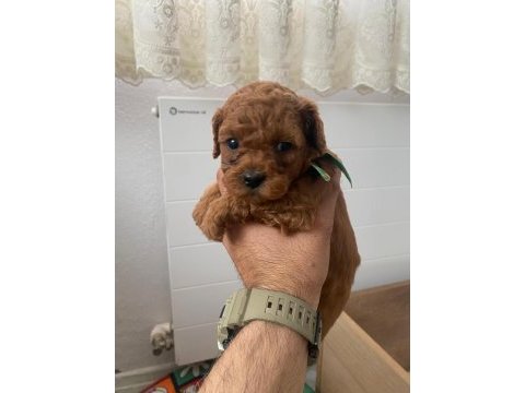 Baba 0 numara anne 01 numara toy poodle
