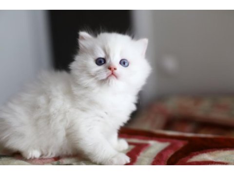 Bir çift boncuk mavi göz british longhair