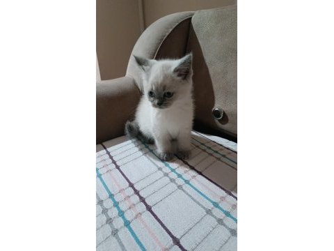 Kedimiz 1 yaşında olup british shorthair point erkektir