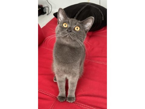 British shorthair
