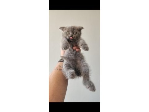 British blue point mavi göz ve scottish fold düşük kulak