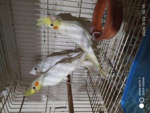 Albino lutino iki aylık sultan papağanı yavrular