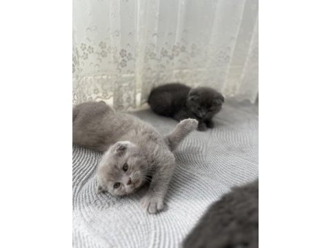 2 aylık yavru scottish fold kedim