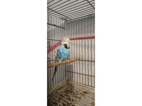 2 takım show jumbo muhabbet kuşu