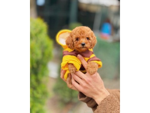 Arı maya poodle