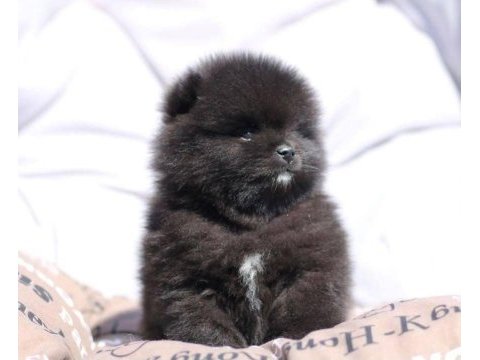 Saf lan pomeranian boo ayi surat