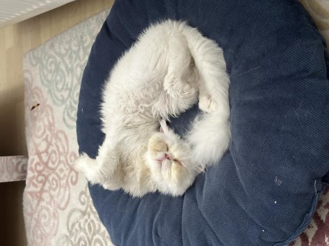 1 buçuk yaşında persian cins