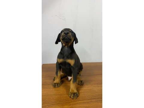 Estetikli veya estetiksiz doberman yavrular