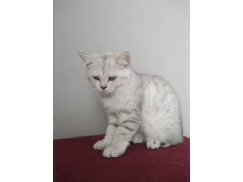 Sütten yeni kesilmiş scottish fold yavrular