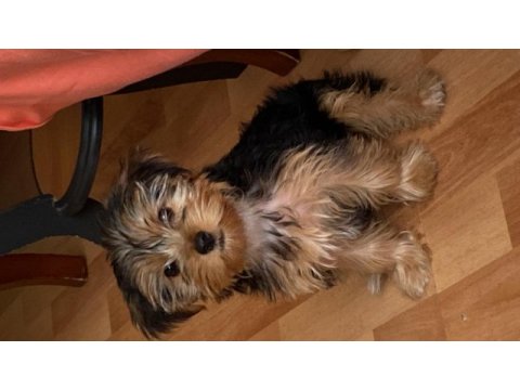 Köpeğimle anlaşamadığı için sahiplendirmek istiyorum