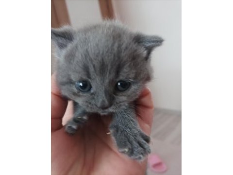 British shorthair dişi