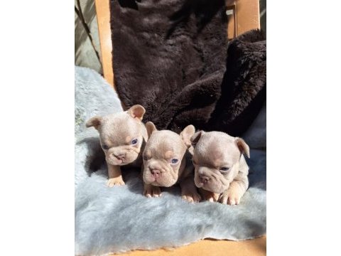 New shade isabella erkek french bulldog yavrular