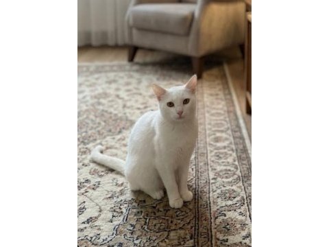 Ücretsiz sahiplendirme ankara kedimiz
