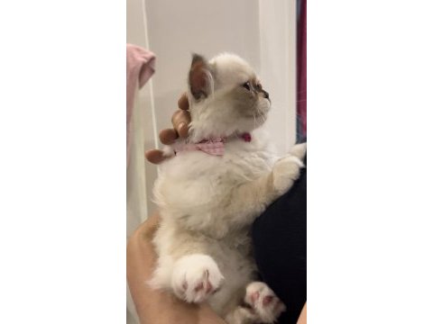 Pofidik chinchilla pandamıza yuva arıyoruz